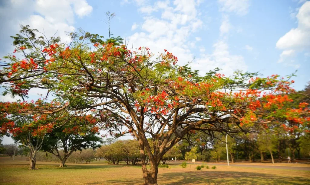 Primavera chega a Goiás com chuvas irregulares e espaçadas, impactadas pelo El Niño